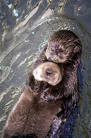 Baby Otters