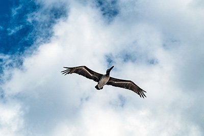 Bird in flight