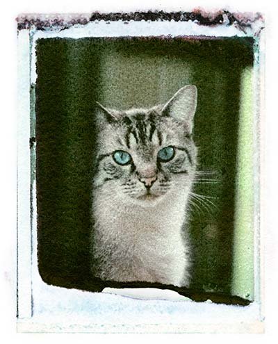 Cat with Blue Eyes Portrait