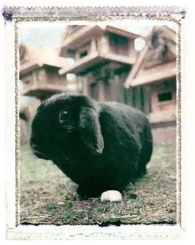 Bunny Portrait