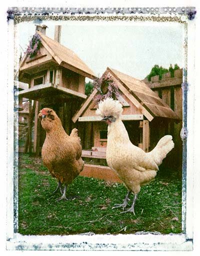 Chickens Portrait