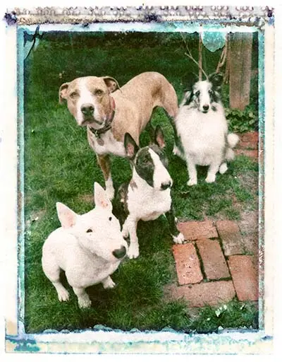 The Dog Family Portrait