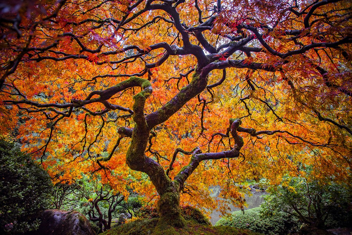 Oregon's famous Japanese Maple