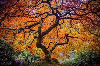 Oregon's famous Japanese Maple