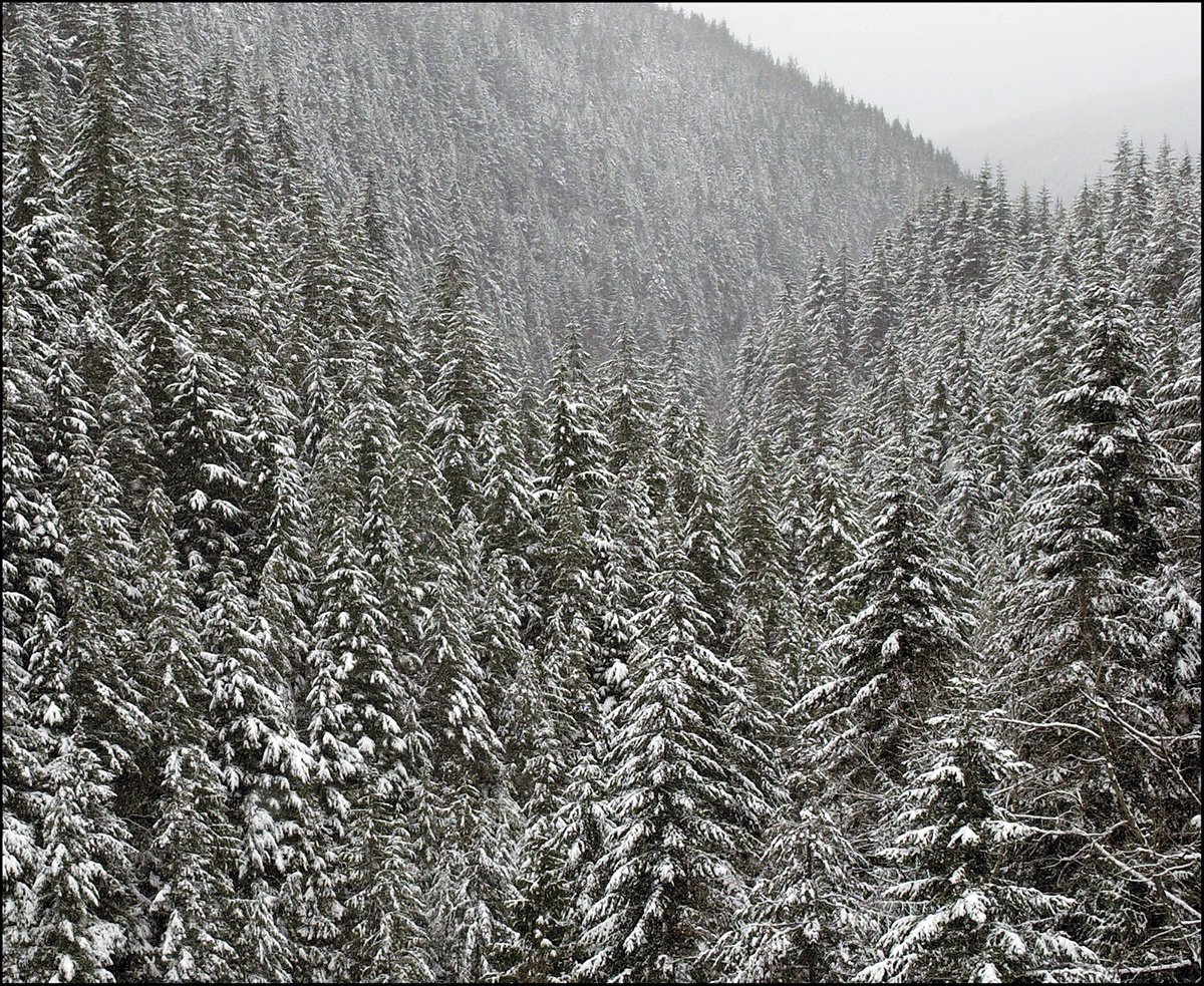 Fir trees covered in snow