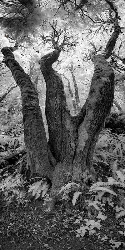 Tree Portrait