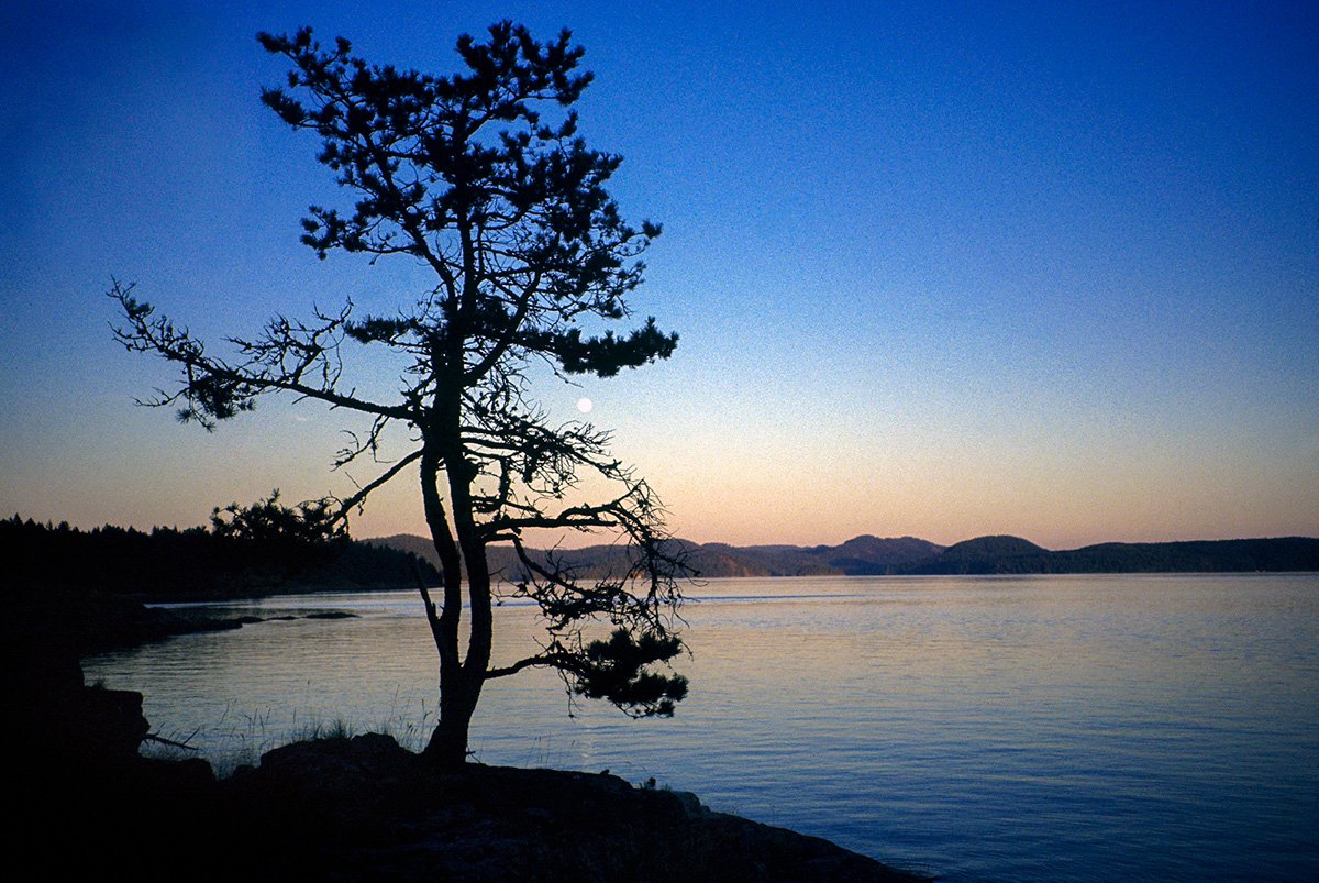 Tree standing alone by a lake