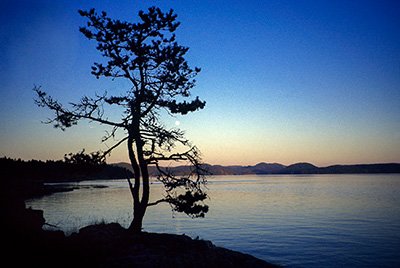 Lone Tree by Lake