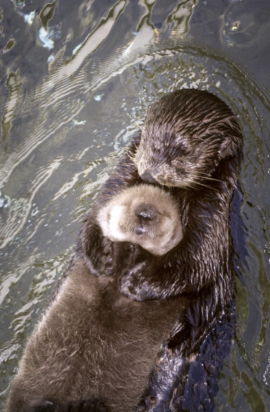 Otters