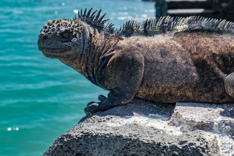 Marine Iguana