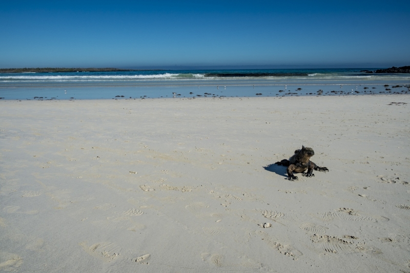 Tortuga Bay