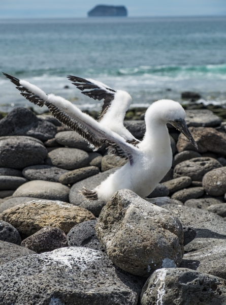 Baby Blue-footed Booby