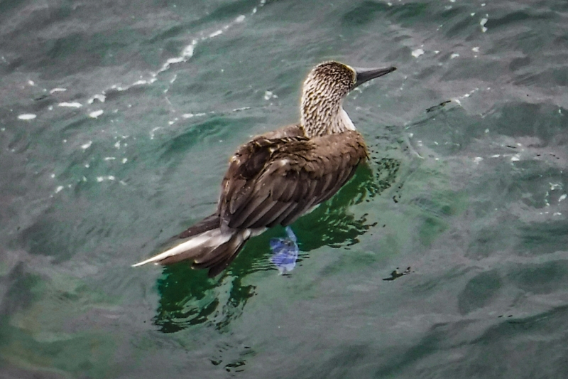 Blue-footed Booby