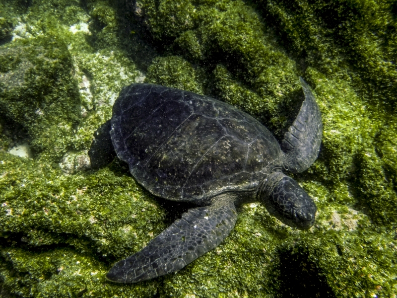 Sea Turtle