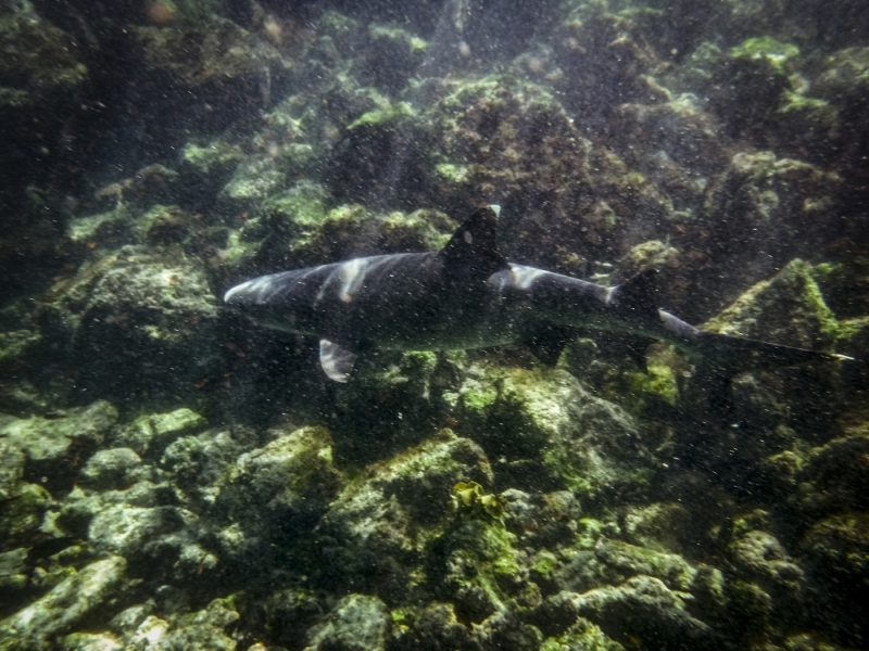 White-tipped Reef Shark