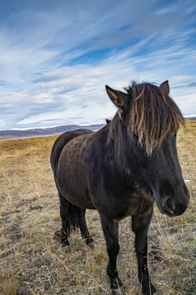 Icelandic Horse