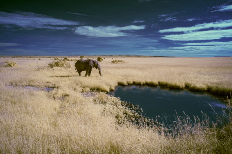 Watering Hole