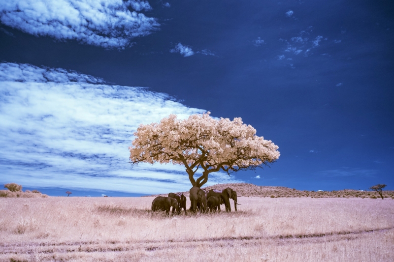 Elephant Shade Tree