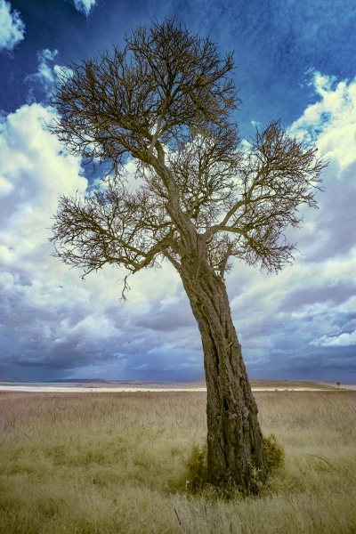 Tree Masai Mara