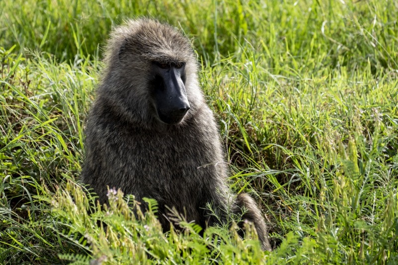 Baboon